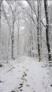 Vijlen-sneeuwlandschap Vijlenerbos (35)