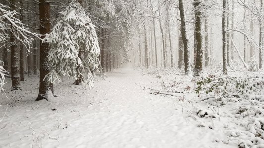 Vijlen-sneeuwlandschap Vijlenerbos (48)