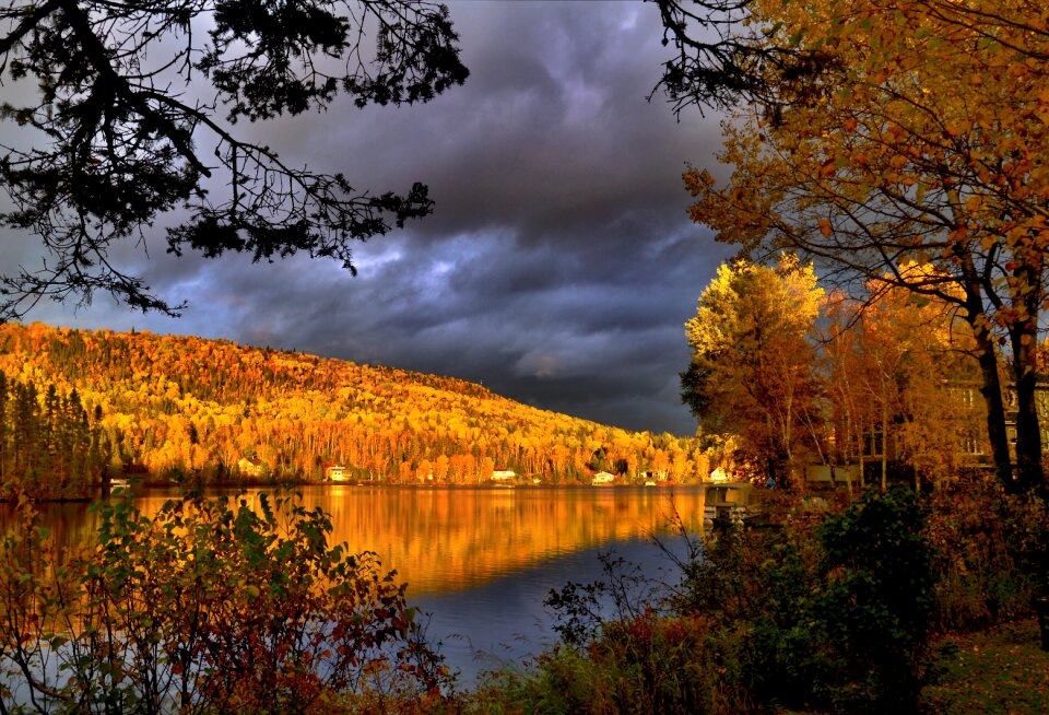Trees lake reflections