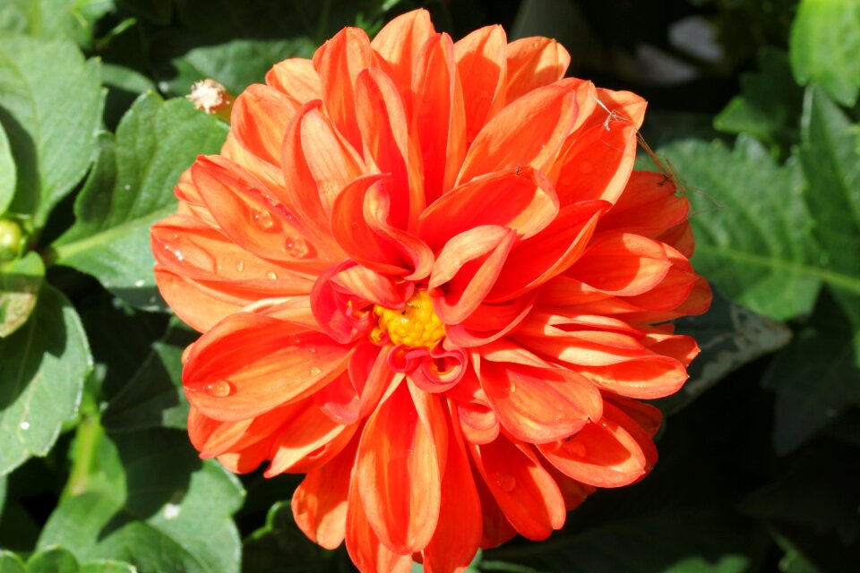 Summer garden nature