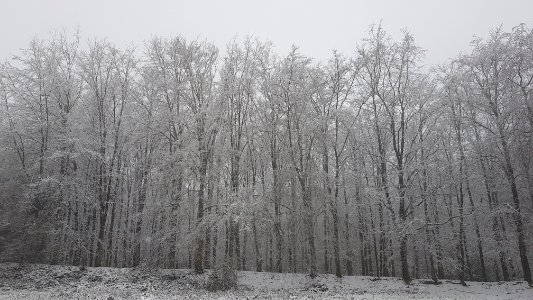 Vijlen-sneeuwlandschap Vijlenerbos (5)