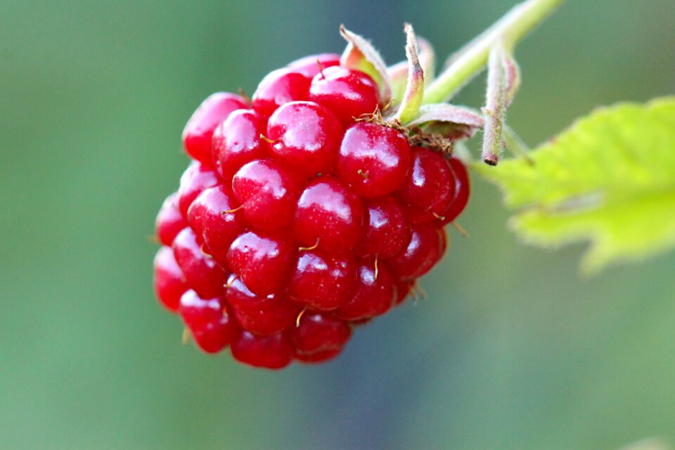 Nature berry summer