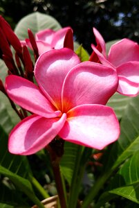 Reddish pink flower fresh photo