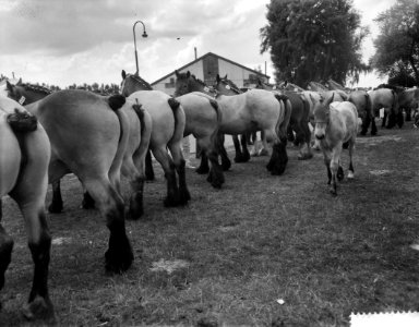 Vijftigste concours Hippique in Hoofddorp, veulen is moeder kwijt, Bestanddeelnr 910-5307