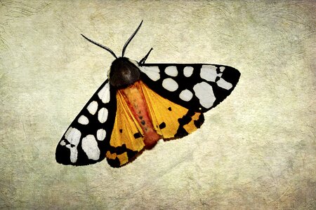 Tortoiseshell farm arctia villica insect