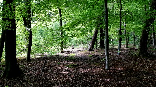 Vijlenerbos-oude grenssteen (1)