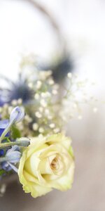 Baby's breath white flower macro photo