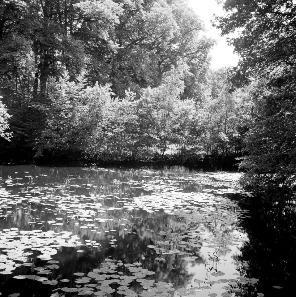 Vijver in het park van het paleis, Bestanddeelnr 255-7914