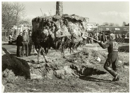 Vijftien platanen aan de Zwemmerslaan worden tijdelijk verplant tot de woonwijk die er komt voltooid is. NL-HlmNHA 54035146