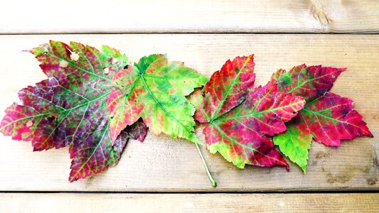 Foliage colorful clone