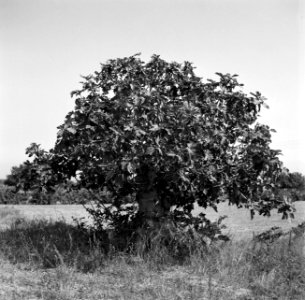 Vijgenboom, Bestanddeelnr 254-0823 photo