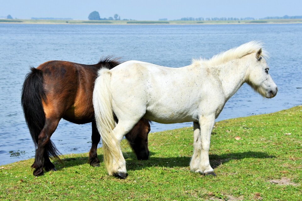 Shetland water pasture