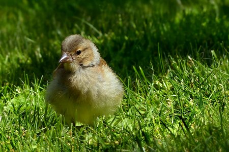 Fringilla coelebs young alone