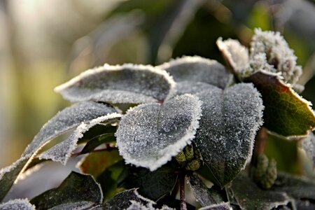 Frost winter nature photo
