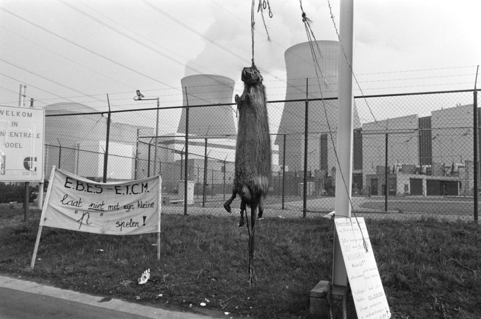 Vijfde week staking bij kerncentrale Doel opgehangen rat bij centrale symbolise, Bestanddeelnr 933-9511