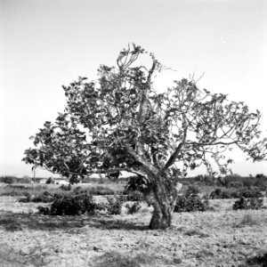 Vijgenboom en struiken, Bestanddeelnr 254-0824
