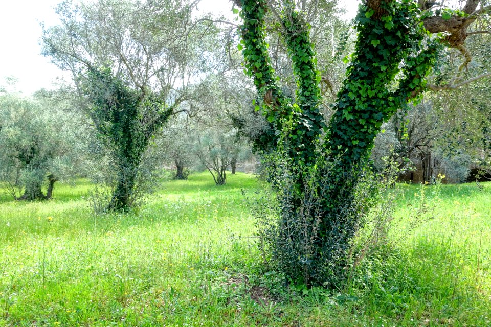 Villa Adriana - Tivoli, Italy - DSC03759