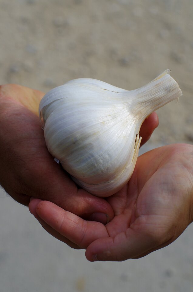 Nature harvest garlic grown