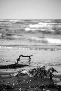 Sea woodwind black and white photo