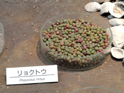 Vigna radiata - Osaka Museum of Natural History - DSC07735