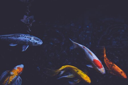 Swim koi fishery