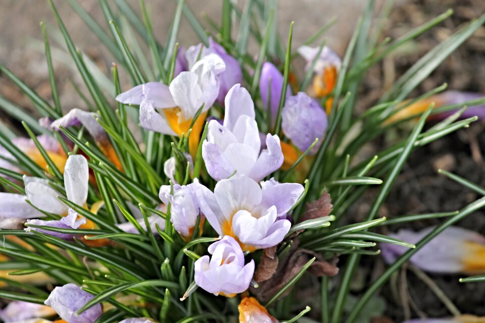 Early bloomer violet yellow photo