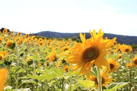 Bloom plant yellow