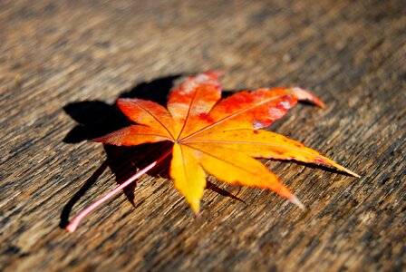 Fall leaves season orange photo