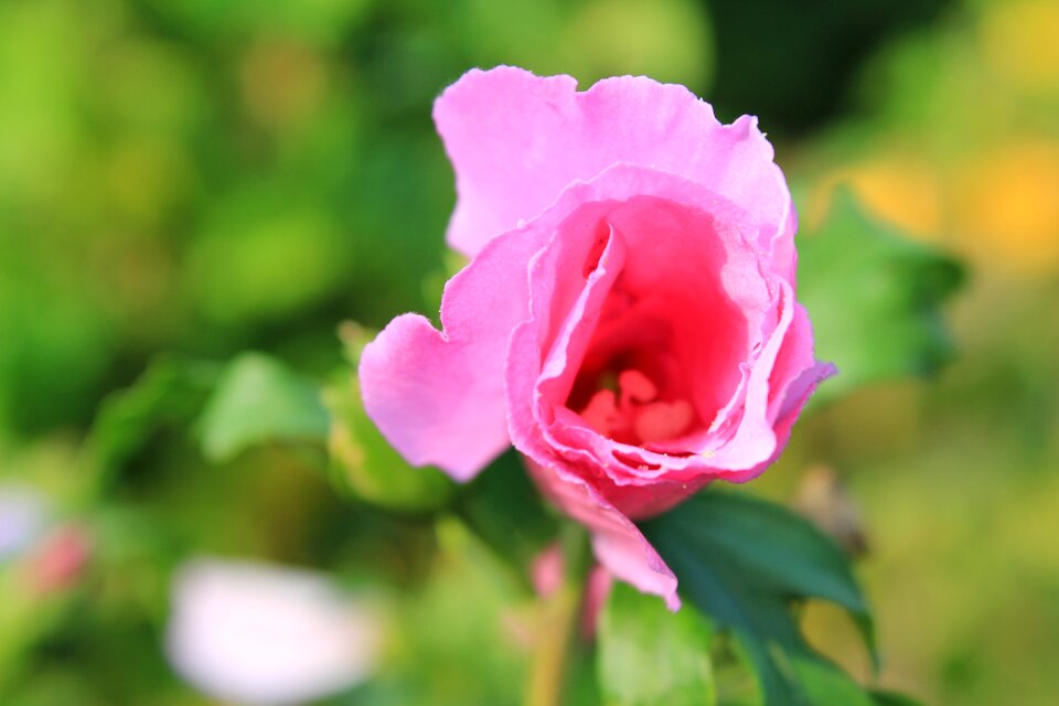Pink rose bloom close up