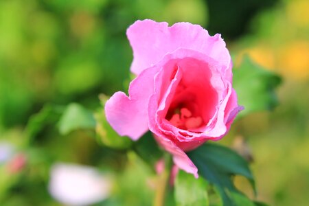 Pink rose bloom close up photo