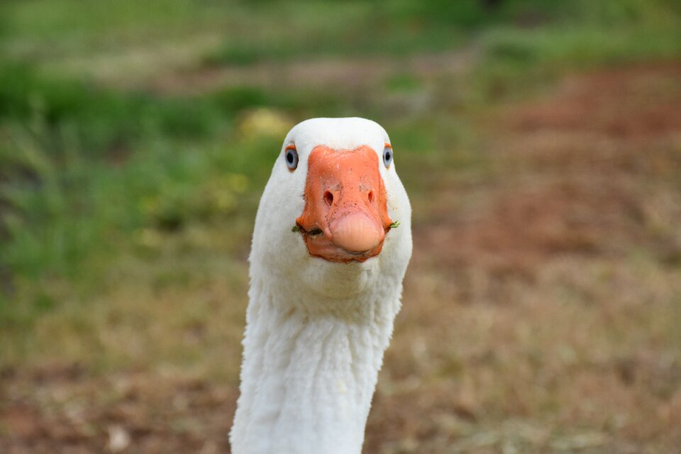 Bird white animal