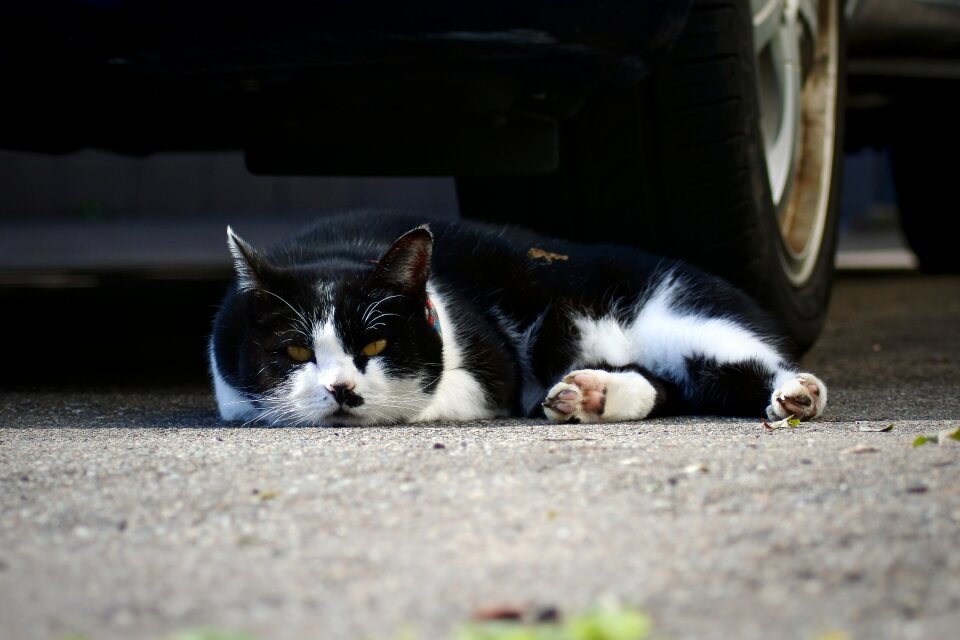 Take a nap sleepy sleeping