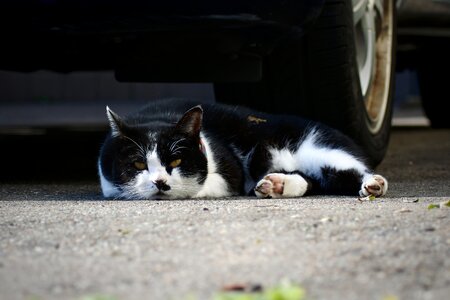 Take a nap sleepy sleeping