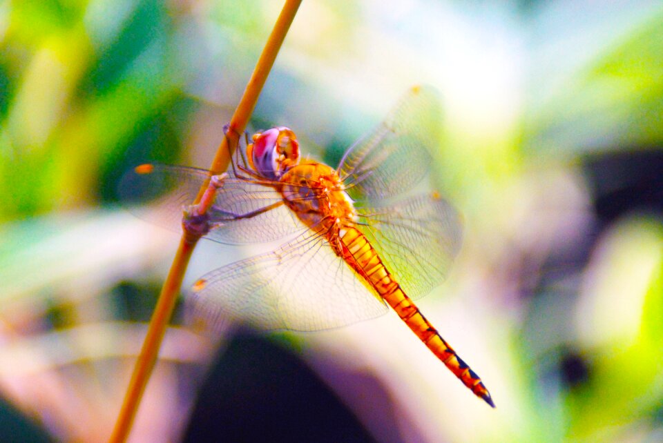 Bug animal wing