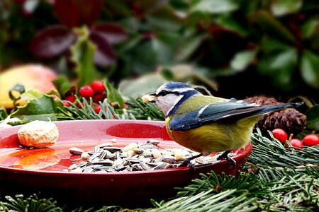 Blue tit cyanistes caeruleus hunger
