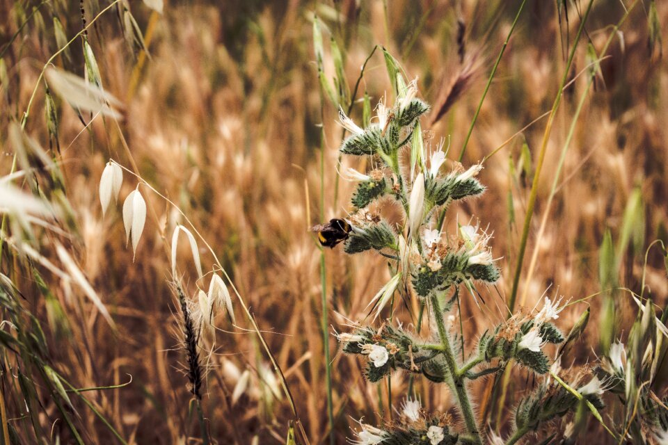 Field bee insect