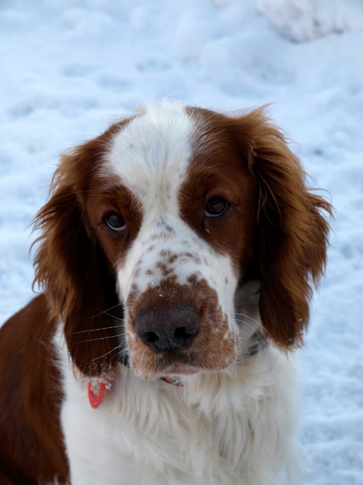 The welsh springer spaniel dog nature