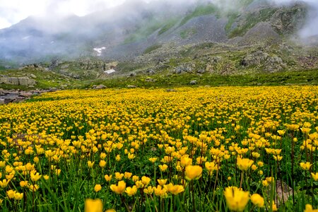 Flower grass landscape