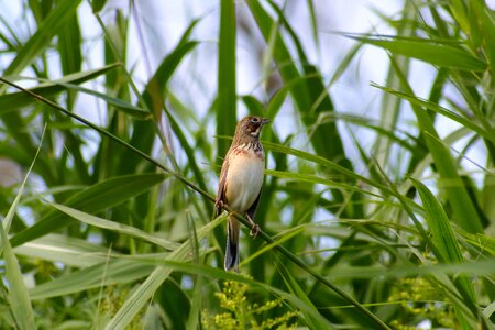 Bird wild birds little bird photo