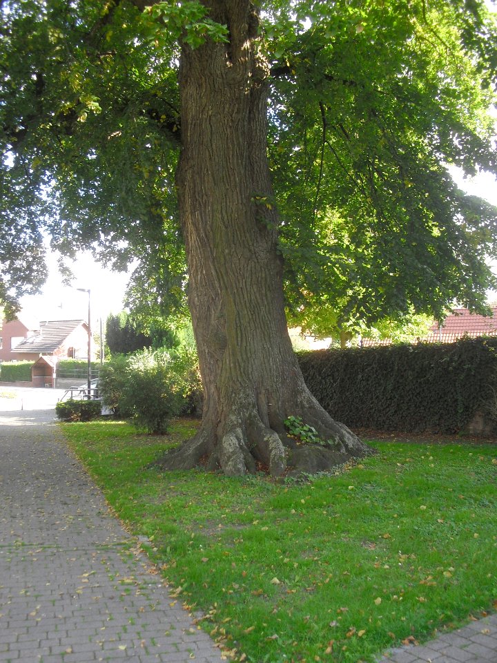 Verne-Linde vor der Kirche - Stamm