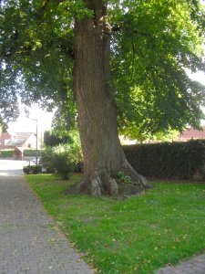 Verne-Linde vor der Kirche - Stamm