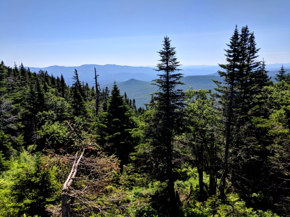 Vermont Mountain Forest