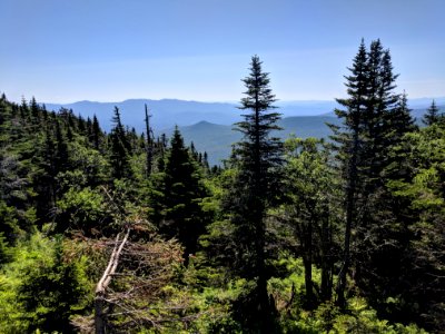 Vermont Mountain Forest