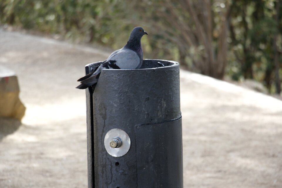 Pigeon drinking fountain park