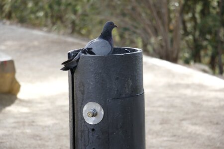 Pigeon drinking fountain park