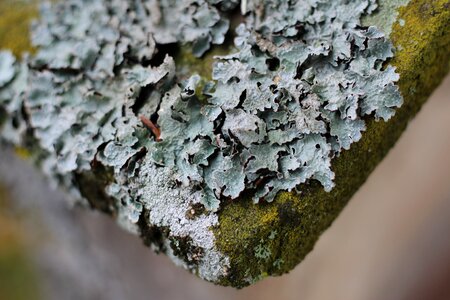 Lichen moss stone photo