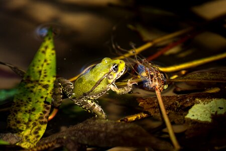 Frog emerald colors nature
