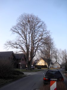 Verne-Linde Zum Brünneken