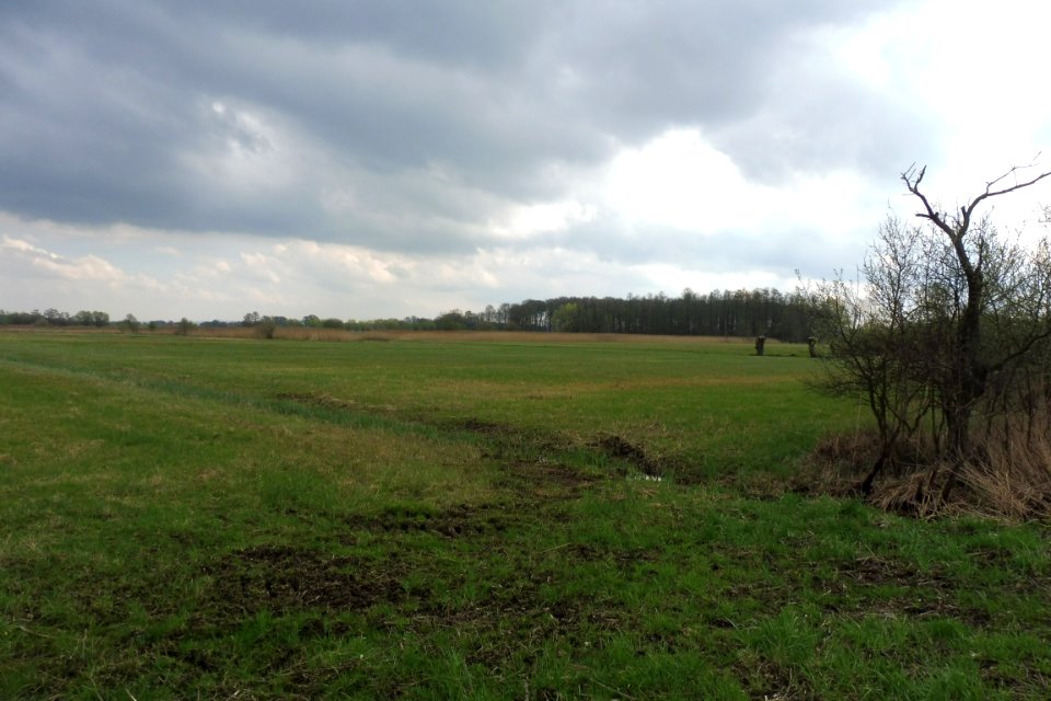 Verlar - NSG Rabbruch und Osternheuland - 3