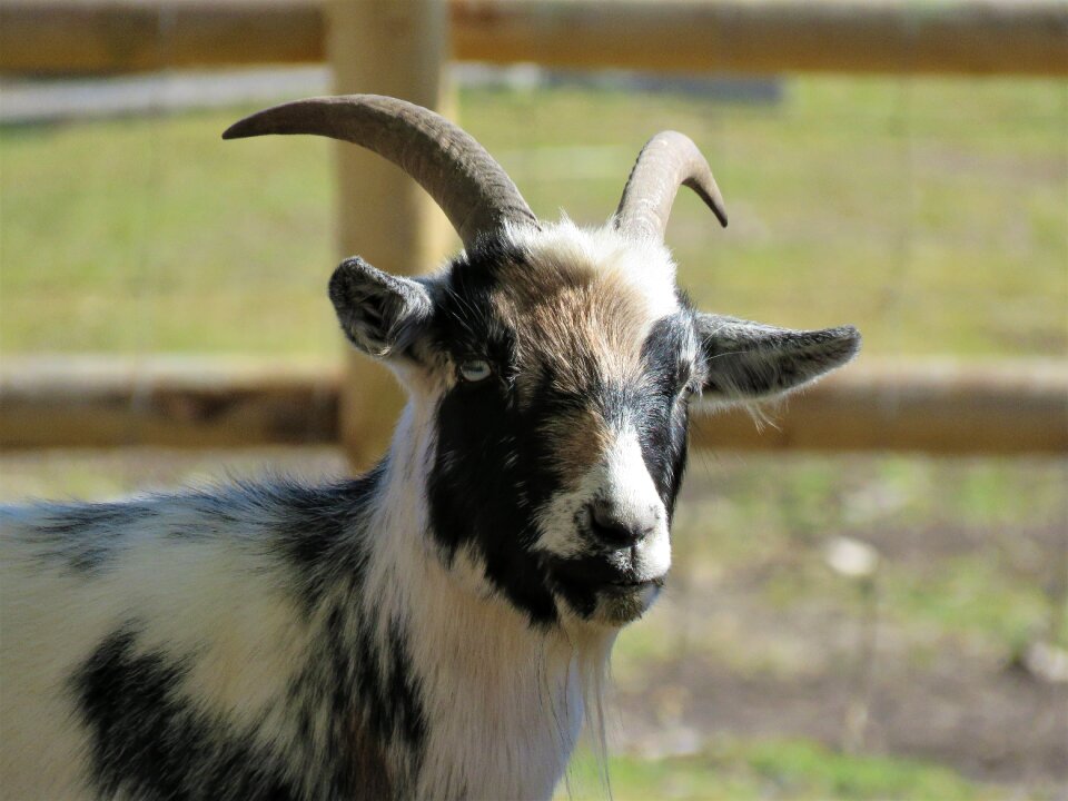 Farm animal animal horns
